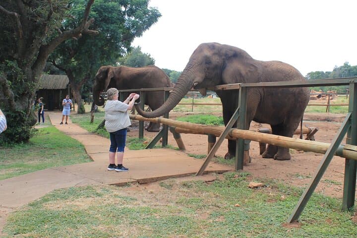 Elephant Sanctuary Tour from Johannesburg — Up-Close with Young African Elephants photo 3