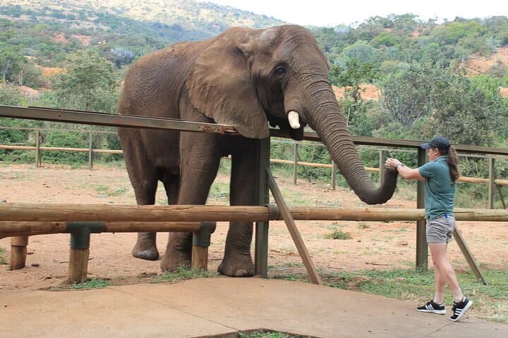 Elephant Sanctuary Tour from Johannesburg — Up-Close with Young African Elephants photo 1