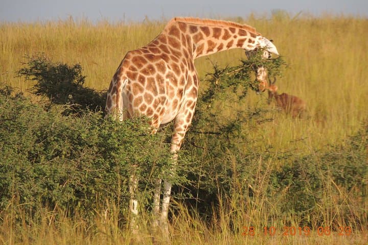 14-Day Uganda Wildlife & Primate Safari — Gorillas, Chimps, Nile Cruises photo 2