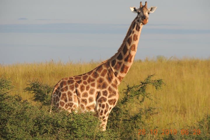14-Day Uganda Wildlife & Primate Safari — Gorillas, Chimps, Nile Cruises photo 3