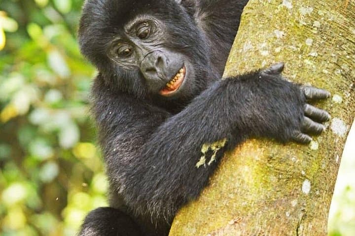 14-Day Uganda Wildlife & Primate Safari — Gorillas, Chimps, Nile Cruises photo 6