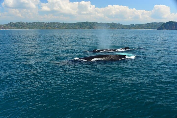 Catamaran Adventure From Manuel Antonio — Quepos Coastal Cruise & Snorkeling photo 2