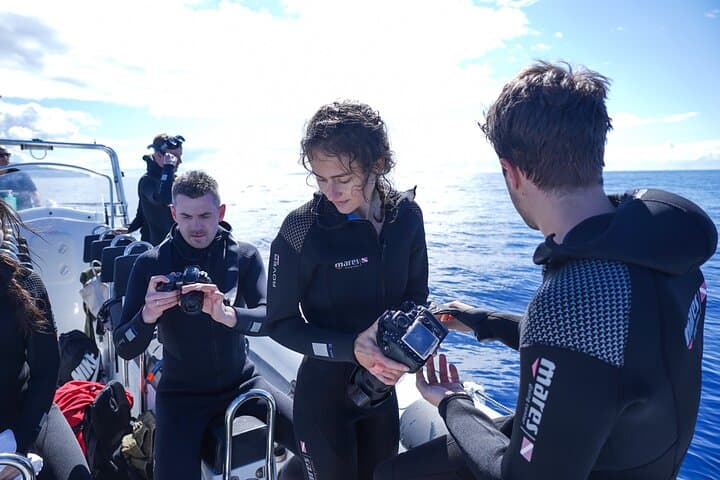 Speedboat Whale and Dolphin Watching in Madeira — Responsible Small-Group Tour photo 5