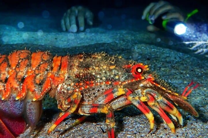 Redang Island Night Snorkeling: Private After-Dark Marine Encounters photo 3