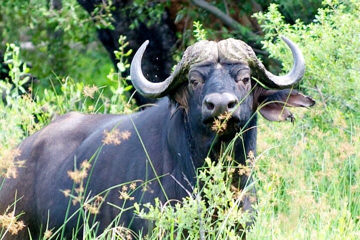 Moremi Full-Day Safari: Wildlife & Birding in Moremi Game Reserve photo 6