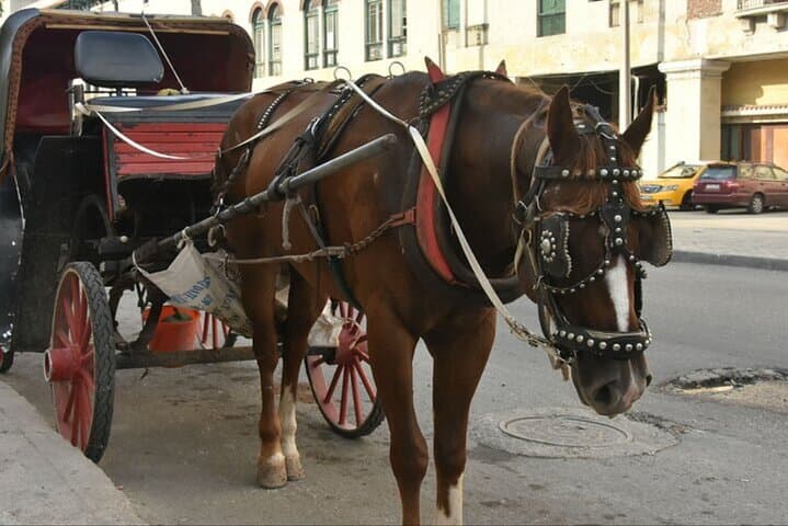 Private 3-Hour Horse Carriage Ride Along Luxor's Nile Corniche photo 4