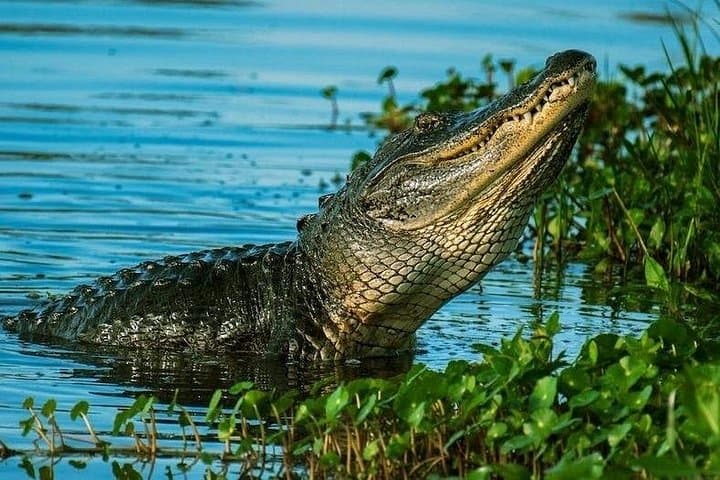 Private Everglades Airboat Tour from Miami — Wildlife, Wetlands & History photo 1