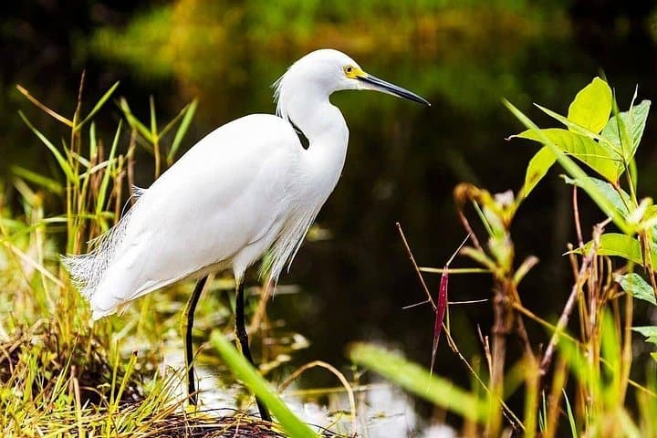 Private Everglades Airboat Tour from Miami — Wildlife, Wetlands & History photo 4