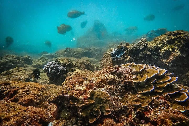South Coast Sri Lanka Fun Dives for Certified Divers — Galle Wrecks & Reefs photo 4