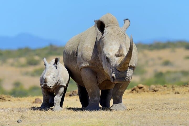 Full-Day Ol Pejeta Game Drive from Nairobi: See Rhinos, Chimps & the Big Five
