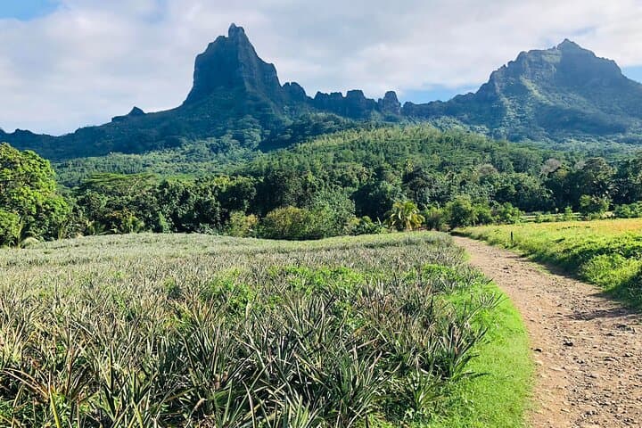 Moorea 4x4 Land-and-Sea Adventure: Magic Mountain, Belvedere Lookout, Pineapples, and Lagoon Swim photo 3