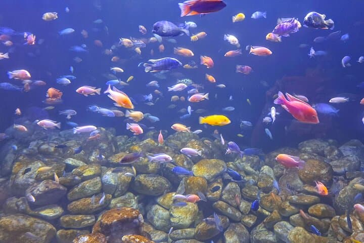 AquaRio & BioParque Half-Day: Rio's Urban Wildlife and Underwater Wonders photo 2