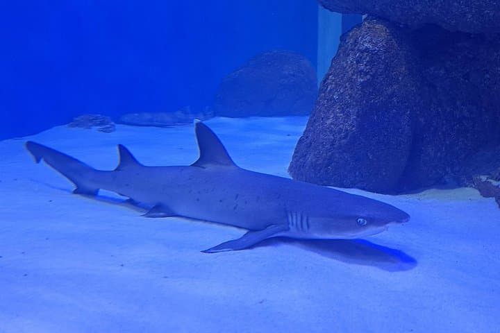 AquaRio & BioParque Half-Day: Rio's Urban Wildlife and Underwater Wonders photo 4