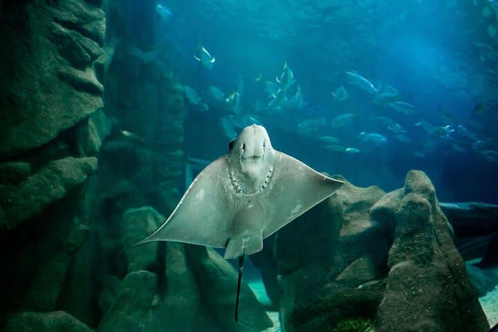 AquaRio & BioParque Half-Day: Rio's Urban Wildlife and Underwater Wonders