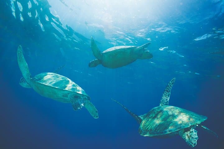 Sailing and Snorkeling the Kona Coast: A Catamaran Adventure with Lunch photo 3
