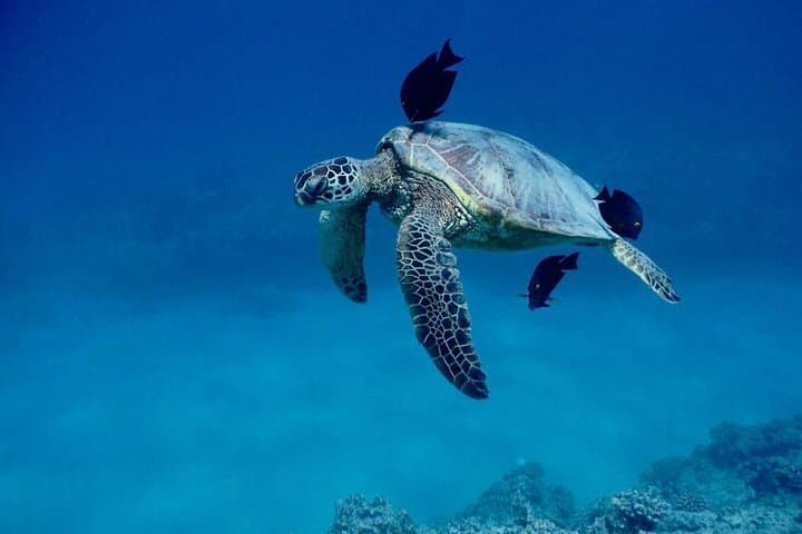 Sailing and Snorkeling the Kona Coast: A Catamaran Adventure with Lunch photo 5