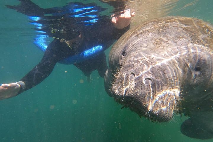 Crystal River Manatee Swim: Semi-Private Heated-Boat Tour in Kings Bay photo 1