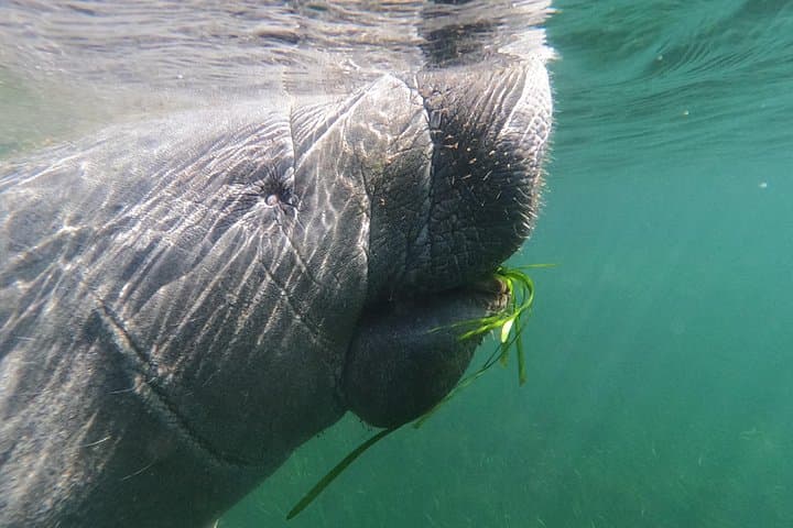 Crystal River Manatee Swim: Semi-Private Heated-Boat Tour in Kings Bay photo 2