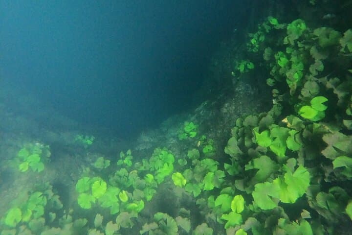 Cenote Route Adventure: Zipline, Swim Three Cenotes & Traditional Mayan Lunch photo 2