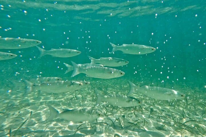 Guided Snorkel Tour at Phil Foster Beach — West Palm Beach Snorkeling with Free Video photo 4