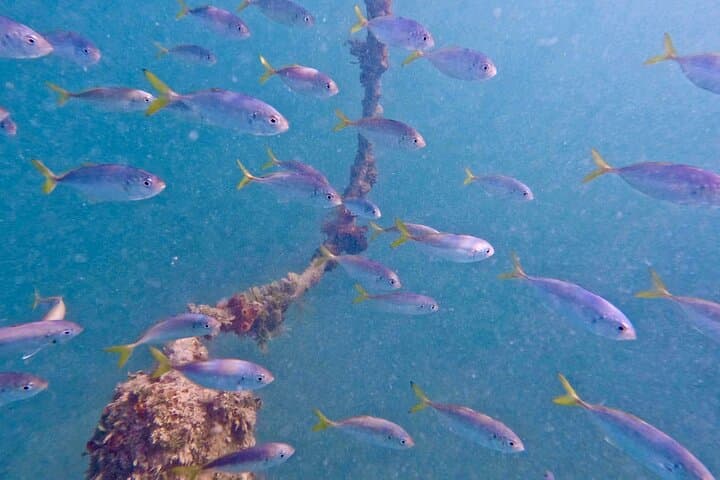 Guided Snorkel Tour at Phil Foster Beach — West Palm Beach Snorkeling with Free Video photo 5