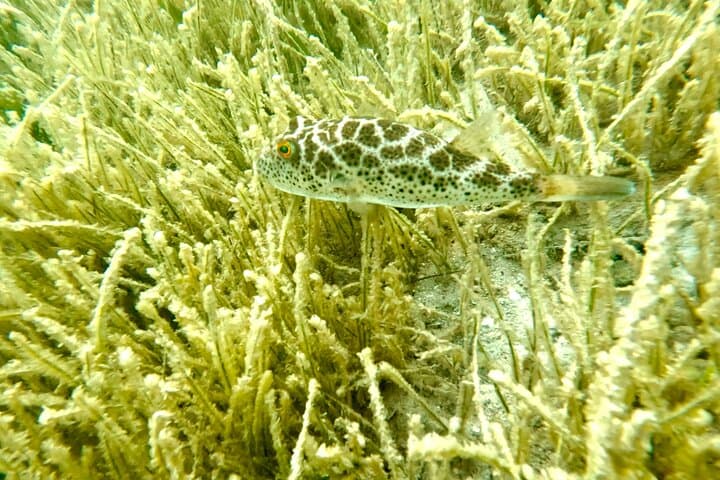 Guided Snorkel Tour at Phil Foster Beach — West Palm Beach Snorkeling with Free Video photo 6