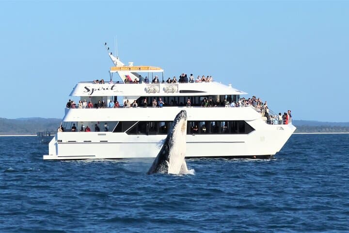 Spirit of Hervey Bay Whale Watching Cruise — Humpback Encounters & Fraser Island Views