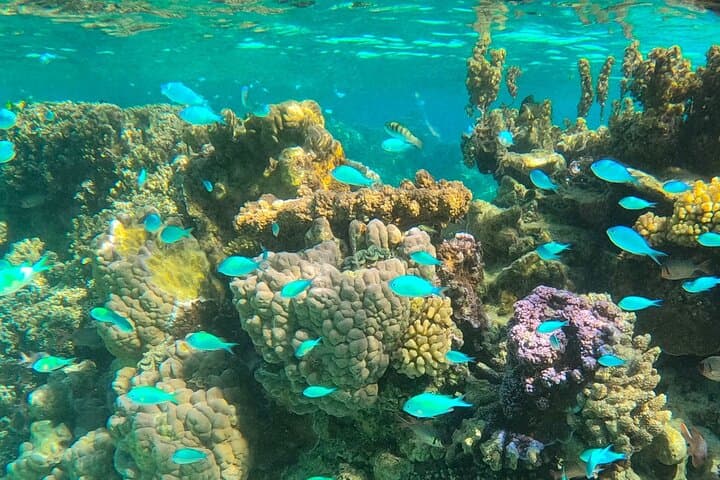 Bora Bora Lagoon Safari: Half‑Day Snorkel with Rays & Reef