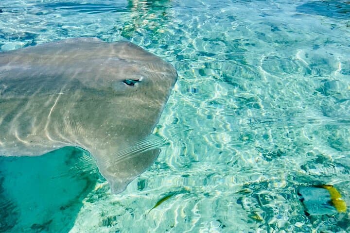 Bora Bora Lagoon Safari: Half‑Day Snorkel with Rays & Reef photo 3