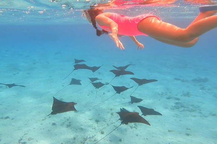 Bora Bora Lagoon Safari: Half‑Day Snorkel with Rays & Reef photo 6