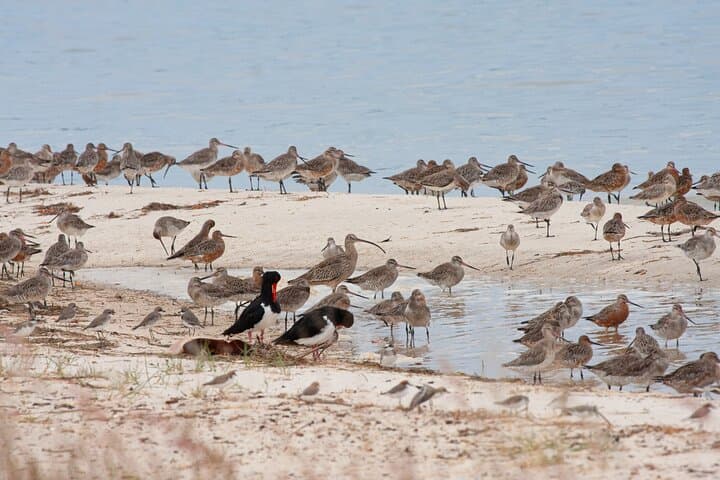 Full-Day Bribie Island Birdlife Tour: Pumicestone Passage & Buckley’s Hole