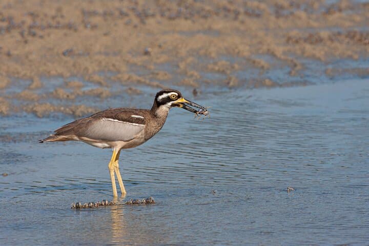 Full-Day Bribie Island Birdlife Tour: Pumicestone Passage & Buckley’s Hole photo 3