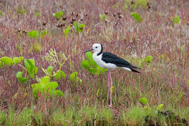 Full-Day Bribie Island Birdlife Tour: Pumicestone Passage & Buckley’s Hole photo 4