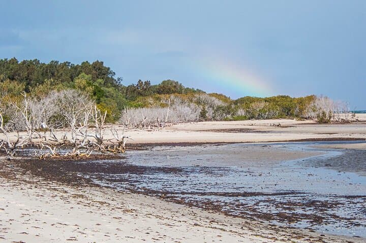 Full-Day Bribie Island Birdlife Tour: Pumicestone Passage & Buckley’s Hole photo 5