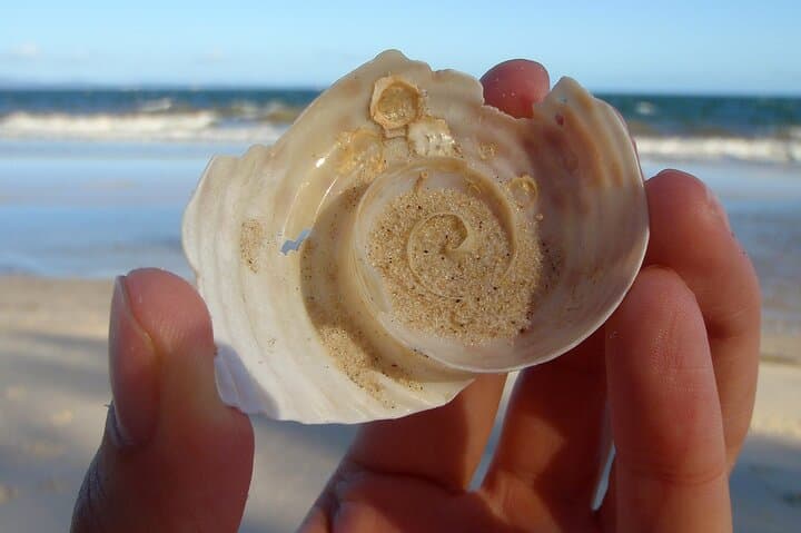 Full-Day Bribie Island Birdlife Tour: Pumicestone Passage & Buckley’s Hole photo 6