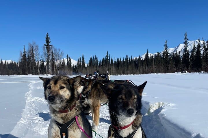 Brooks Range Dog Sled Expedition: 6-Day Private Mushing Adventure photo 2