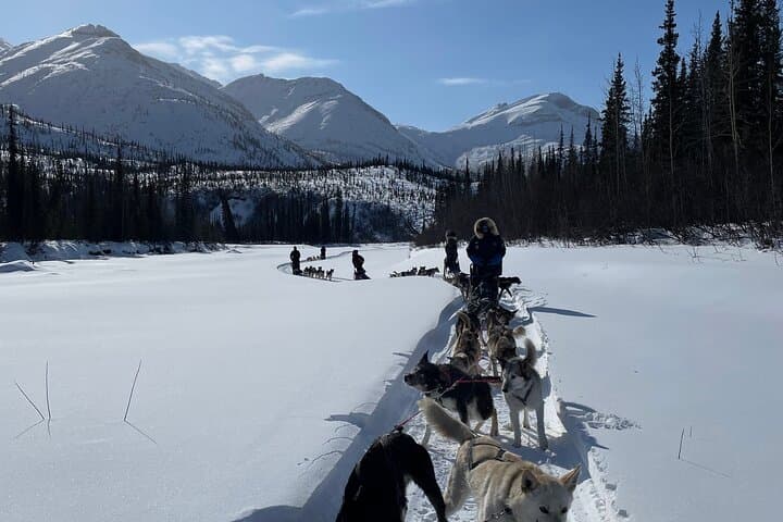 Brooks Range Dog Sled Expedition: 6-Day Private Mushing Adventure photo 3