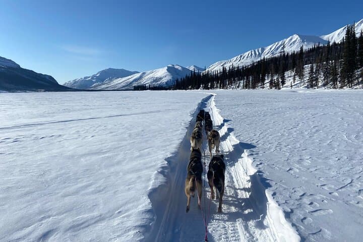 Brooks Range Dog Sled Expedition: 6-Day Private Mushing Adventure photo 4