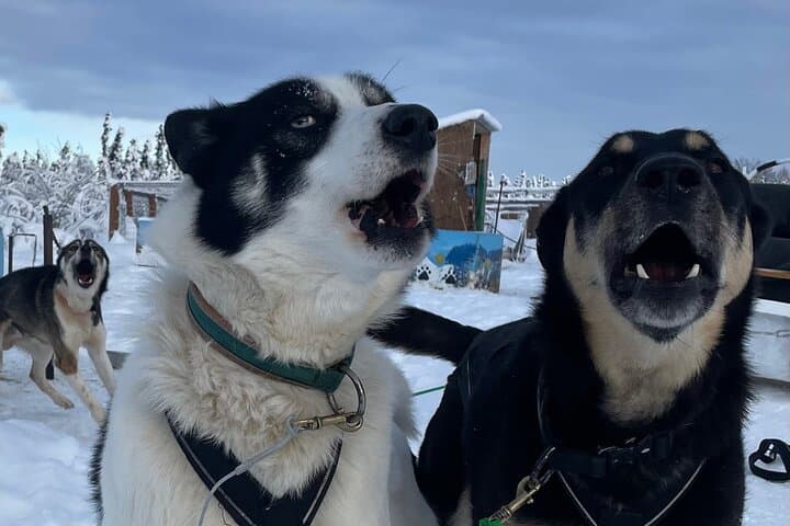 Brooks Range Dog Sled Expedition: 6-Day Private Mushing Adventure photo 5