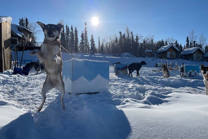 Brooks Range Dog Sled Expedition: 6-Day Private Mushing Adventure photo 6