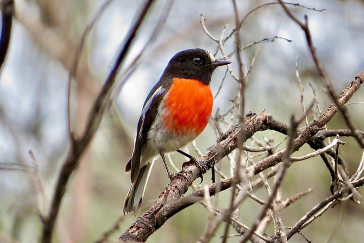 Birds of Yarnbala: Shorebird and Passage Bird Photography Tour from Coffin Bay