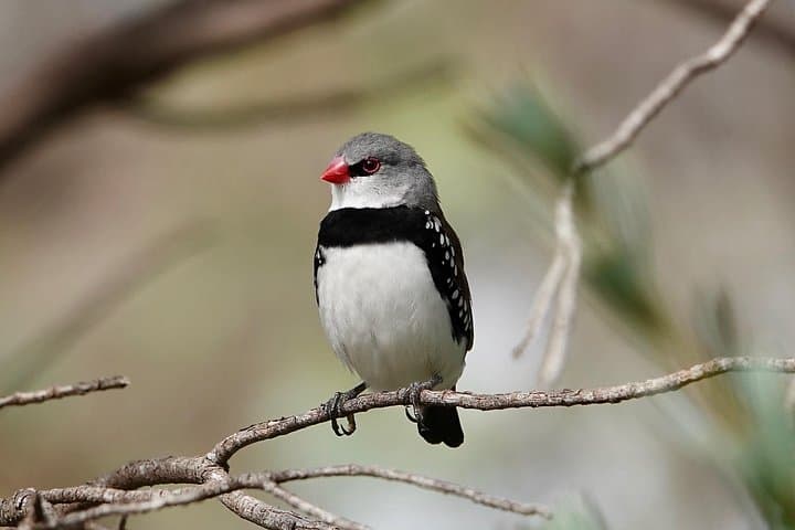 Birds of Yarnbala: Shorebird and Passage Bird Photography Tour from Coffin Bay photo 3