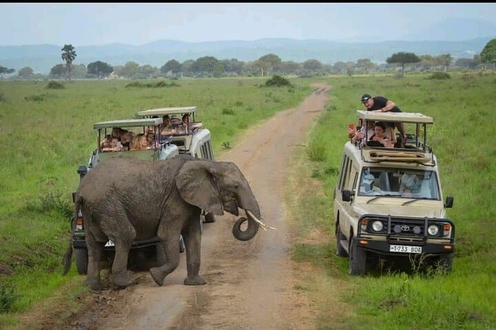 Selous Day Safari: Fly-In Wildlife Adventure from Zanzibar photo 3
