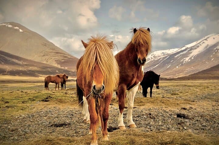 Golden Circle One-Day Tour: Thingvellir, Geysir, Gullfoss & Kerið photo 3