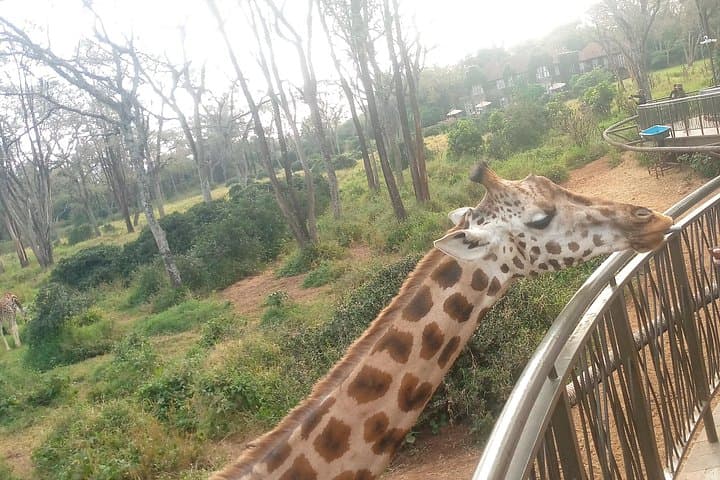 Up Close with Rothschilds: Giraffe Centre & Beads Factory Day Tour from Nairobi photo 2