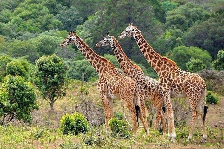 Up Close with Rothschilds: Giraffe Centre & Beads Factory Day Tour from Nairobi photo 3
