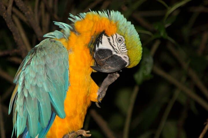 4-Day Amazon Lodge Adventure from Tena: Archidona Jungle Lodge & Rafting photo 3
