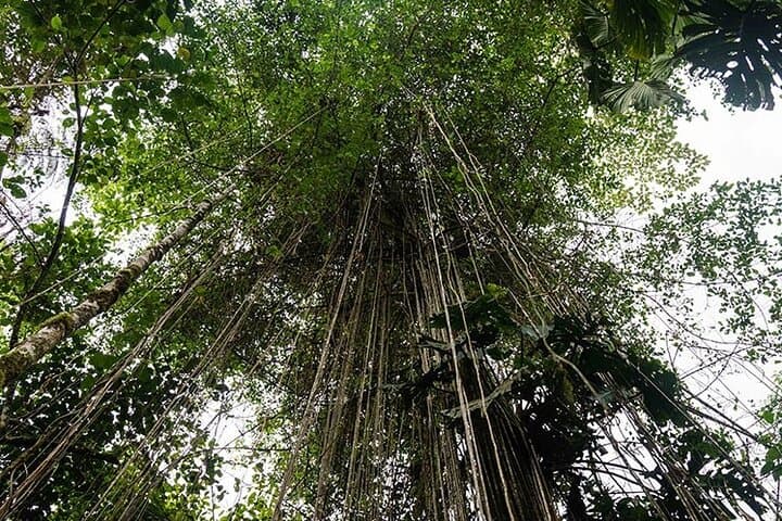 4-Day Amazon Lodge Adventure from Tena: Archidona Jungle Lodge & Rafting photo 6