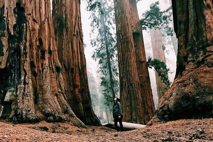 Yosemite Day Tour: Hike to Tuolumne Grove Giant Sequoias from San Francisco photo 2
