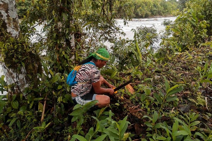 Full-Day Puyopungo Amazon Rainforest Tour from Baños — Indigenous Community, Waterfall & Canoe photo 4
